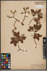 Foto von Salix caprea L.